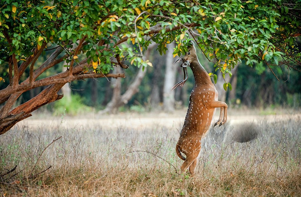 Ranthambore National Park
